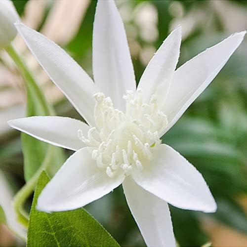 28 Inch 8Pcs Artificial Clematis UV Resistant Decoration