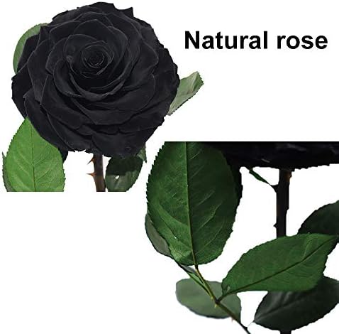 Perfectione Roses Preserved Flowers in Glass Dome Black Roses 13 Inch
